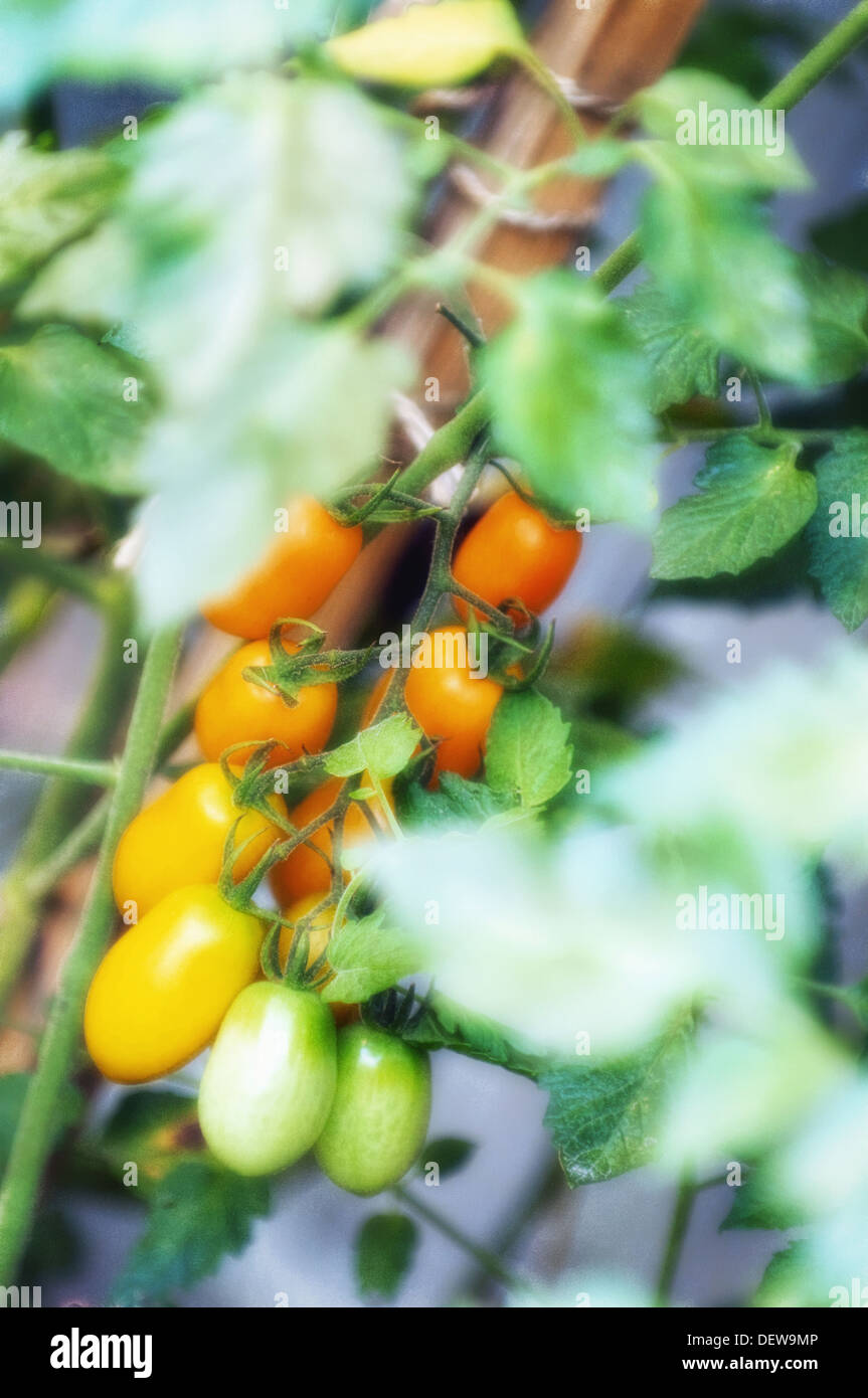 Red Cherry Tomatos Growing in a Garden. Solanum lycopersicon Stock