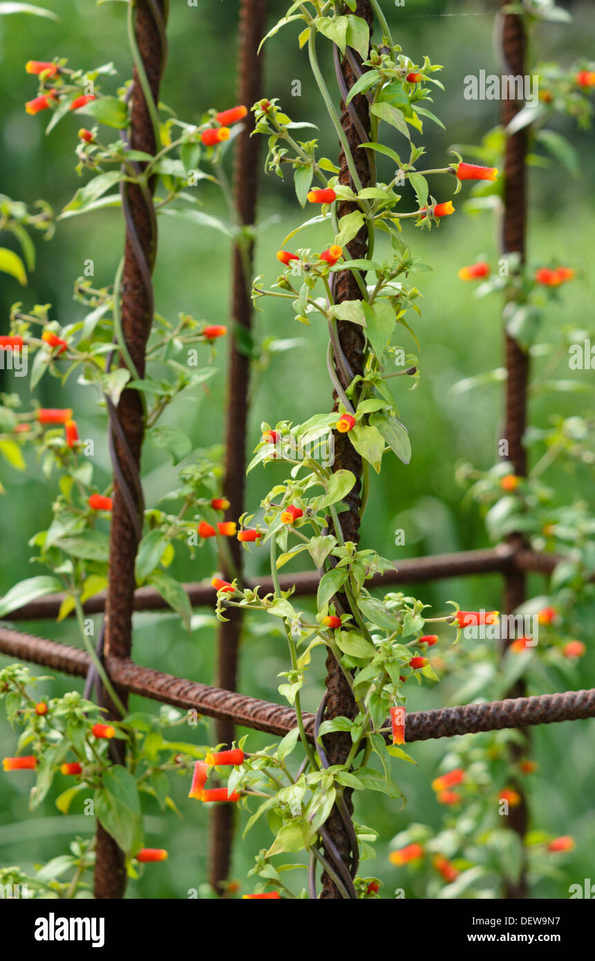 Candy corn vine (Manettia luteorubra syn. Manettia inflata) Stock Photo