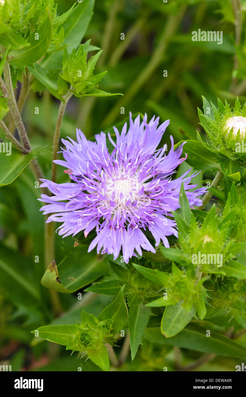 Stokes aster (Stokesia laevis 'Purple Parasol') Stock Photo