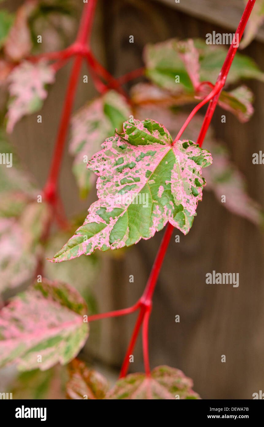 Snakebark maple (Acer x conspicuum 'Red Flamingo') Stock Photo