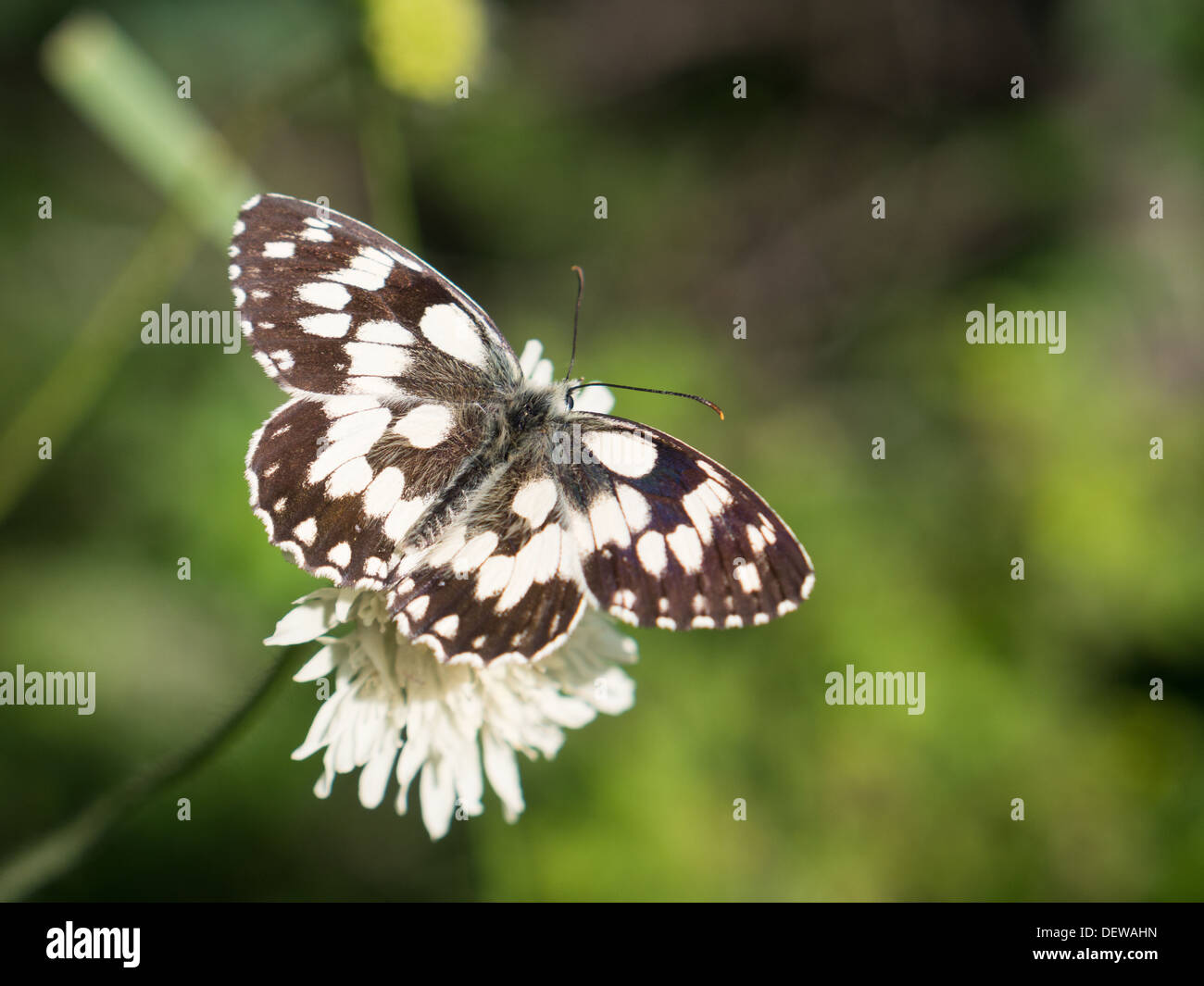 Black and white butterfly in Tusheti region, Caucasus Stock