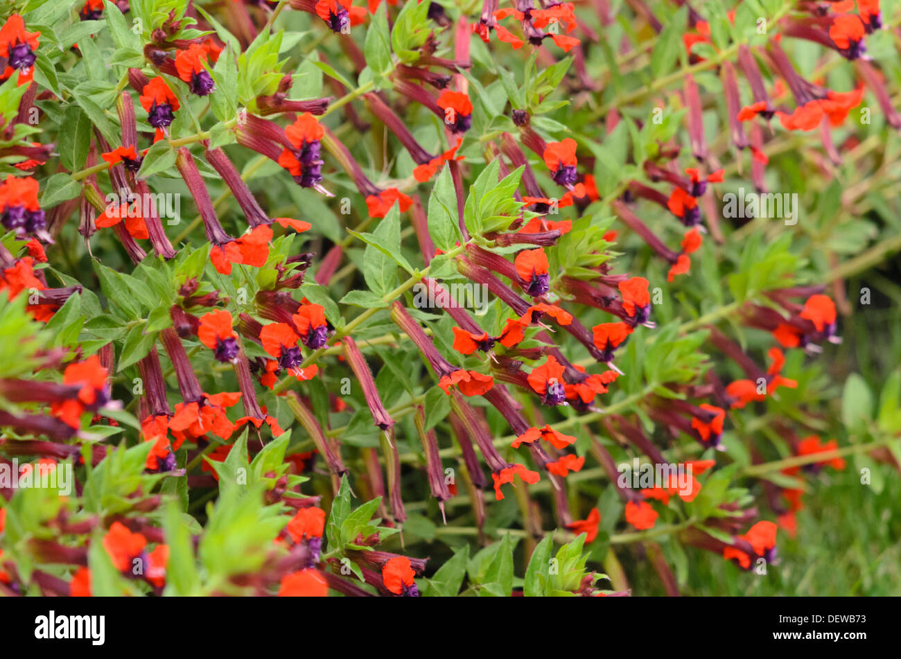 Bat-faced cuphea (Cuphea llavea 'Tiny Mice') Stock Photo