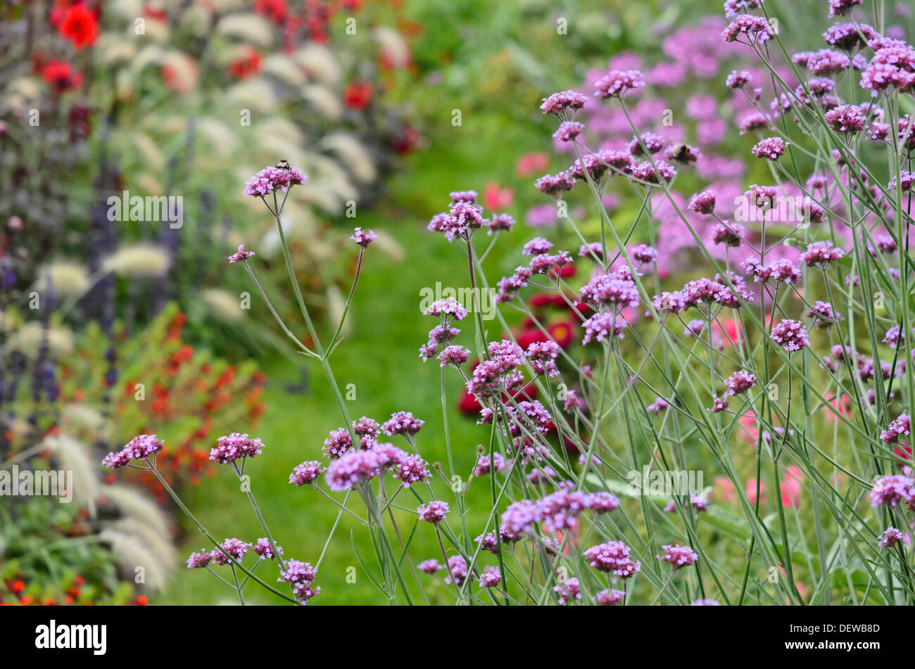 Purpletop vervain (Verbena bonariensis) Stock Photo