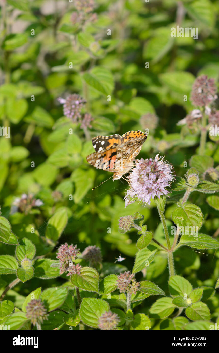 Water mint (Mentha aquatica) and painted lady (Vanessa cardui) Stock Photo