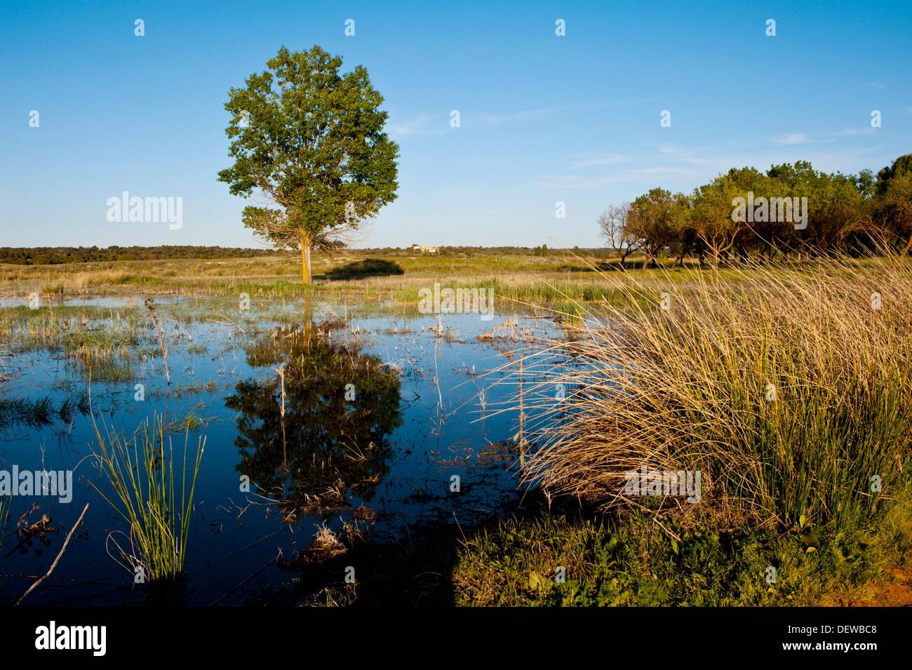 Foto de Laguna Blanca en Villahermosa, Ciudad Real