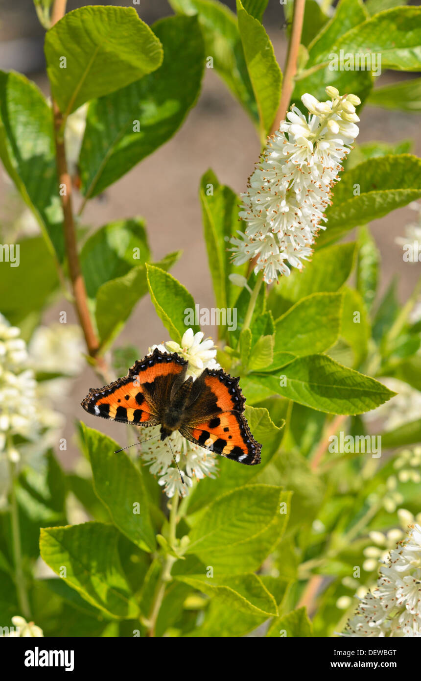 Sweet pepper bush (Clethra alnifolia) and small tortoiseshell (Aglais urticae) Stock Photo