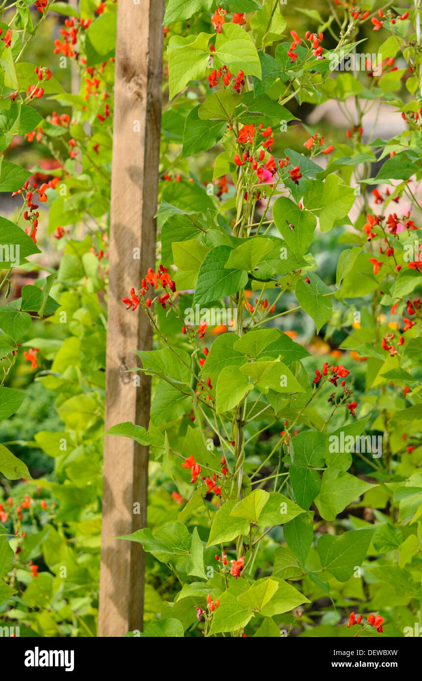 Runner bean (Phaseolus coccineus) Stock Photo