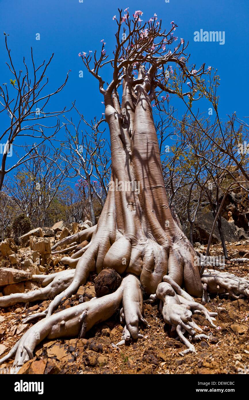 Union Rustic Bottle Tree - Endemic Of Socotra Island On Canvas Print