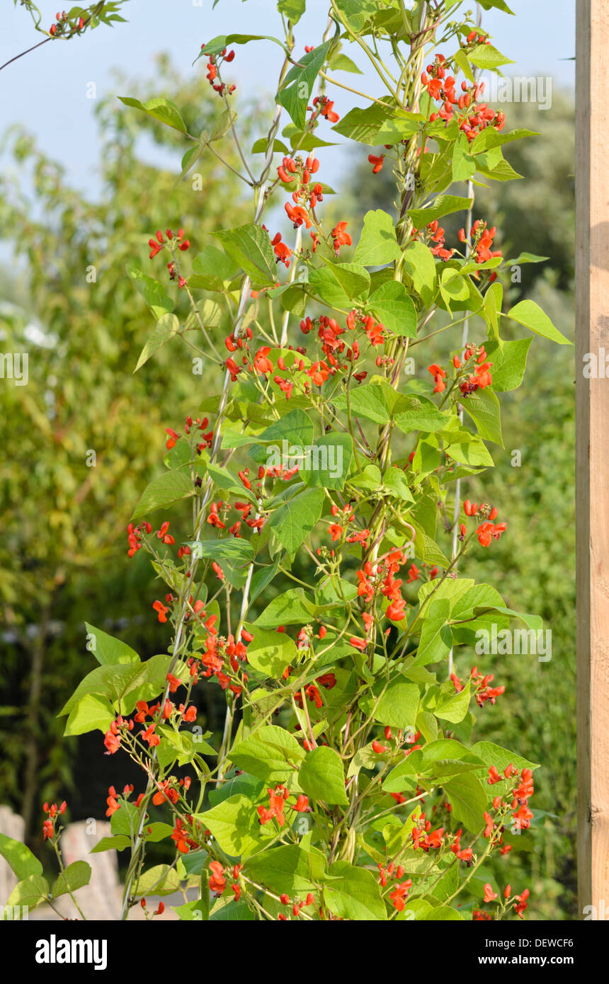 Phaseolus coccineus plants hi-res stock photography and images - Alamy
