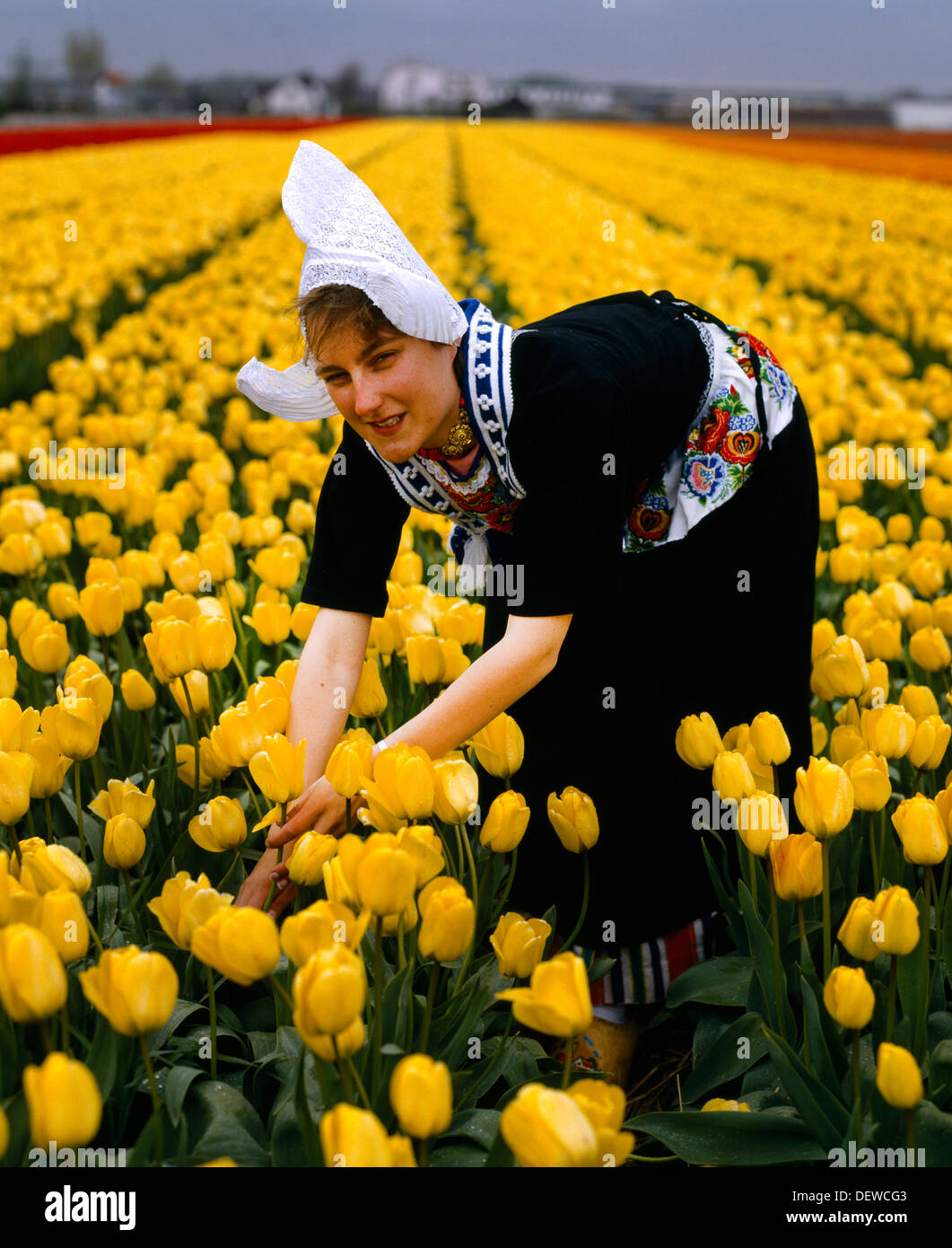 Lisse Holland Dutch Girl In Costume Picking Tulips Stock Photo Alamy