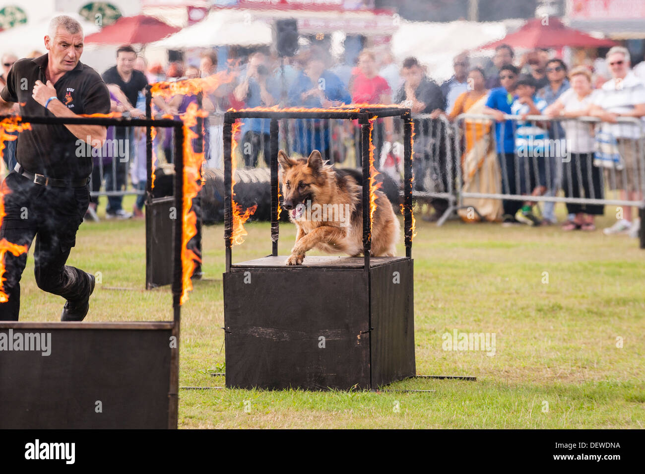 A dog jumping through a hoop of fire at The All About Dogs Show at the