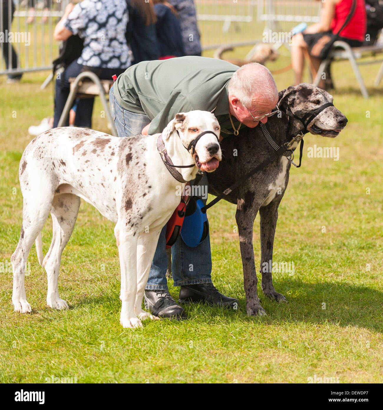 A man with his large dogs at The All About Dogs Show at the