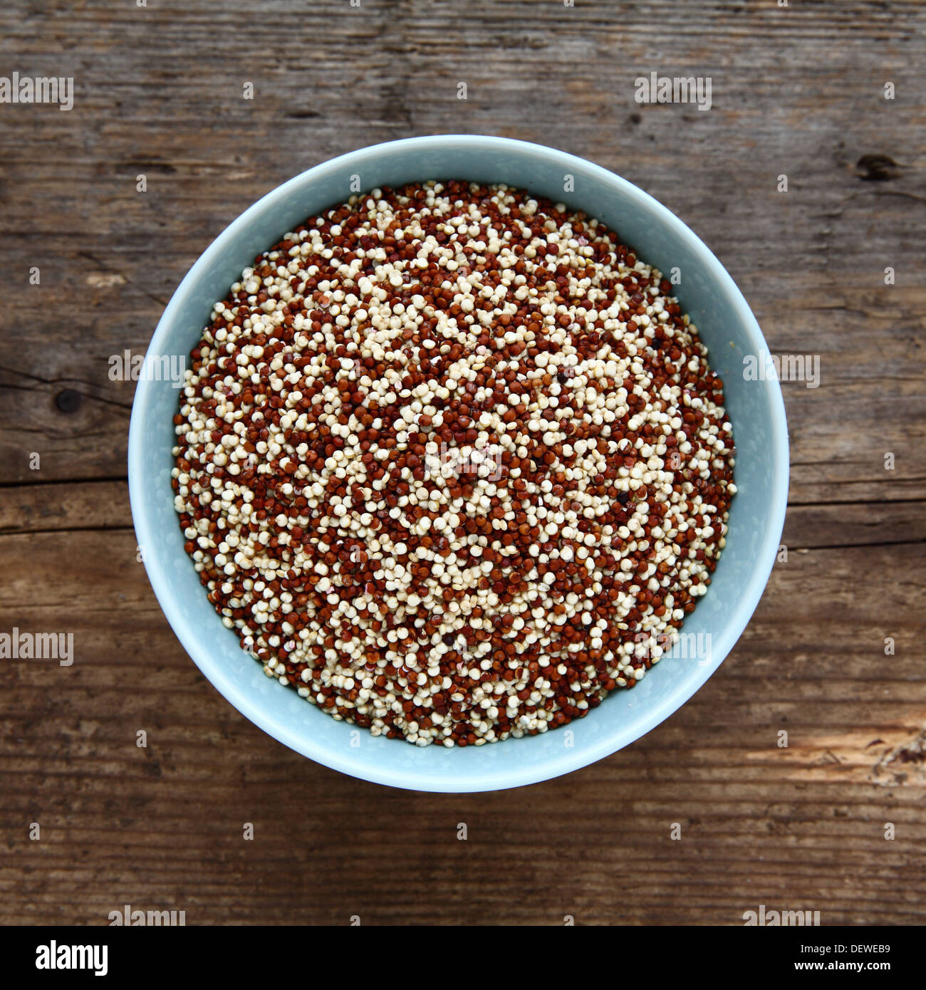 Quinoa Red And White Grain Seeds Uncooked In A Light Blue Bowl Quinoa