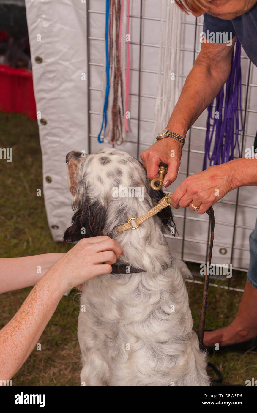 A dog being fitted for a halti lead at The All About Dogs Show at the Norfolk Showground, Norwich, Norfolk, England, Britain, Uk Stock Photo