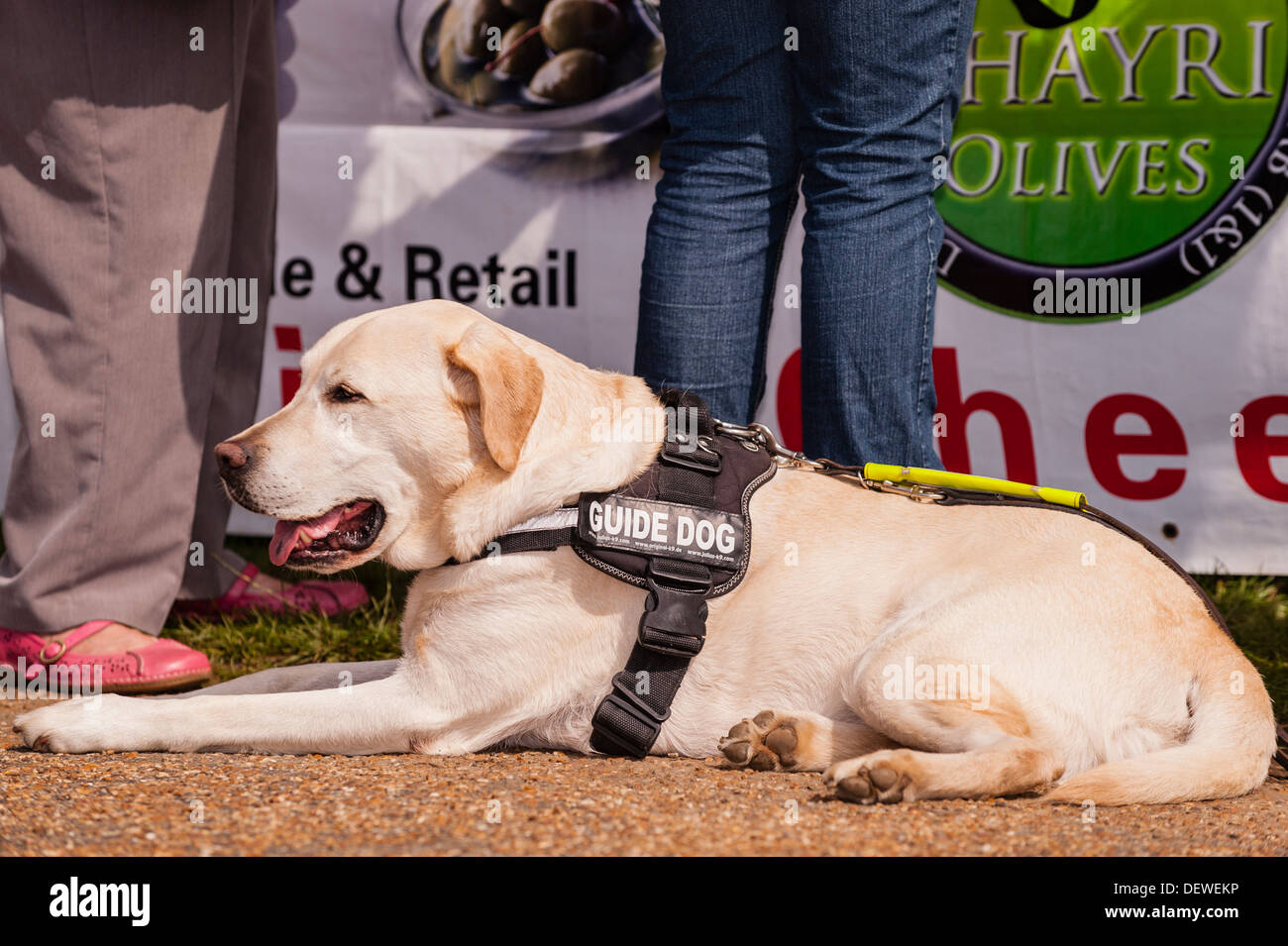 Guide Dogs Uk High Resolution Stock Photography and Images Alamy
