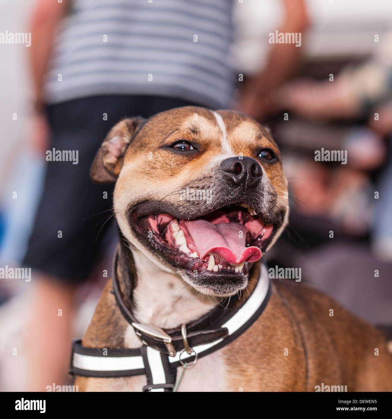A dog at The All About Dogs Show at the Norfolk Showground, Norwich, Norfolk, England, Britain, Uk Stock Photo