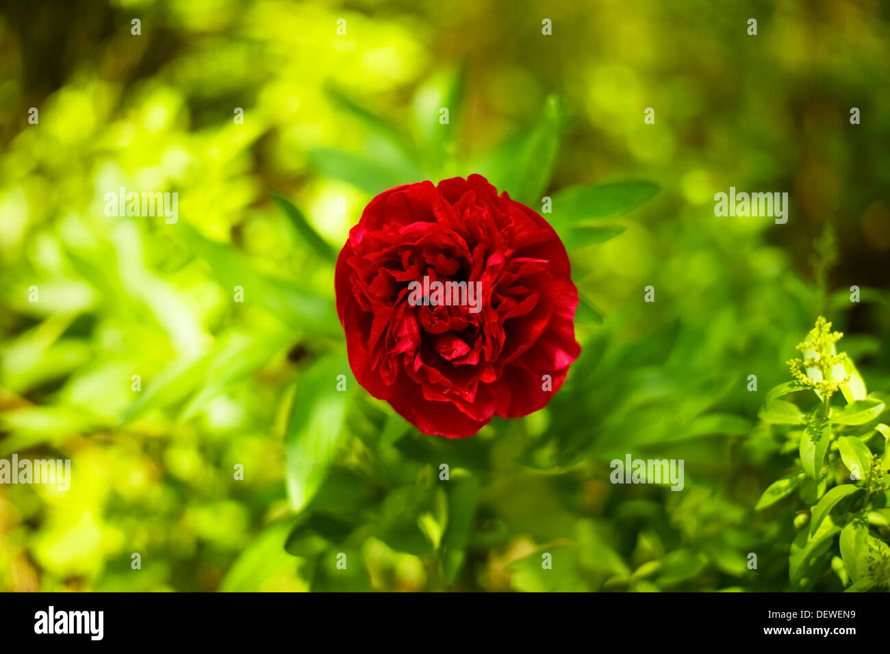 Rose karlsruhe hi-res stock photography and images - Alamy