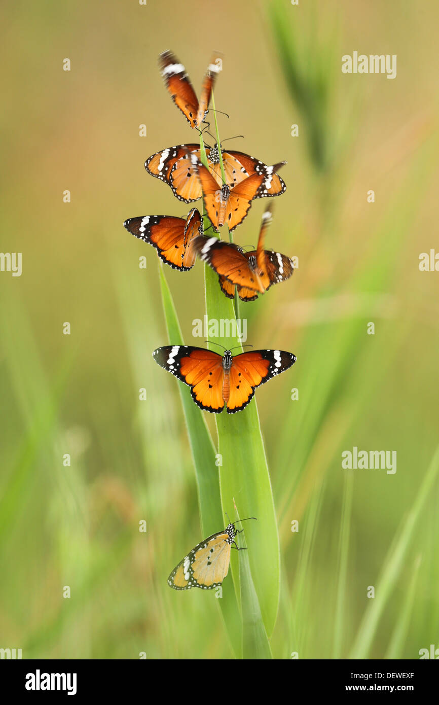 A flock of Plain Tiger (Danaus chrysippus) AKA African Monarch Butterfly getting ready to rest for the night Stock Photo