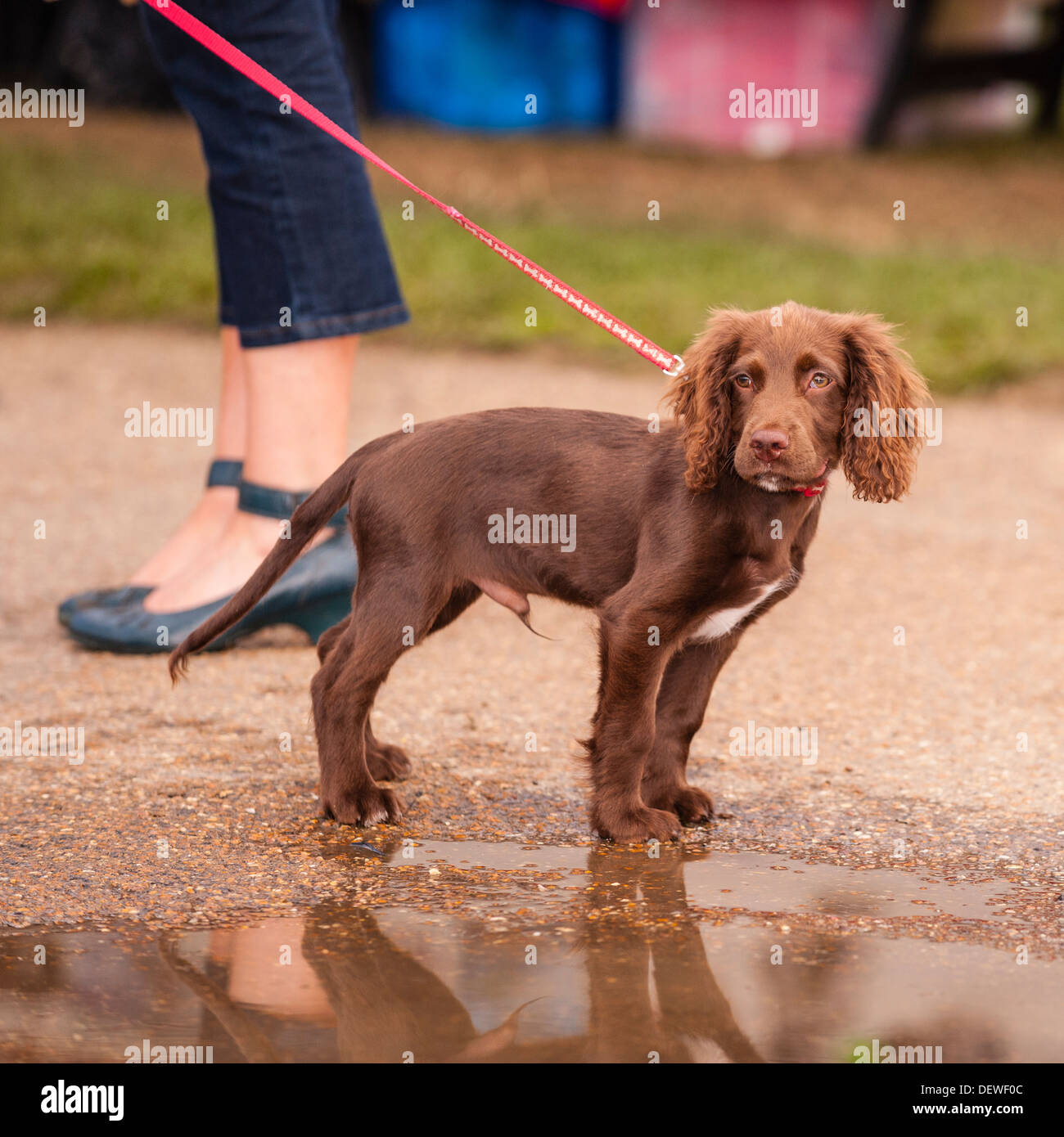 A dog at The All About Dogs Show at the Norfolk Showground, Norwich, Norfolk, England, Britain, Uk Stock Photo