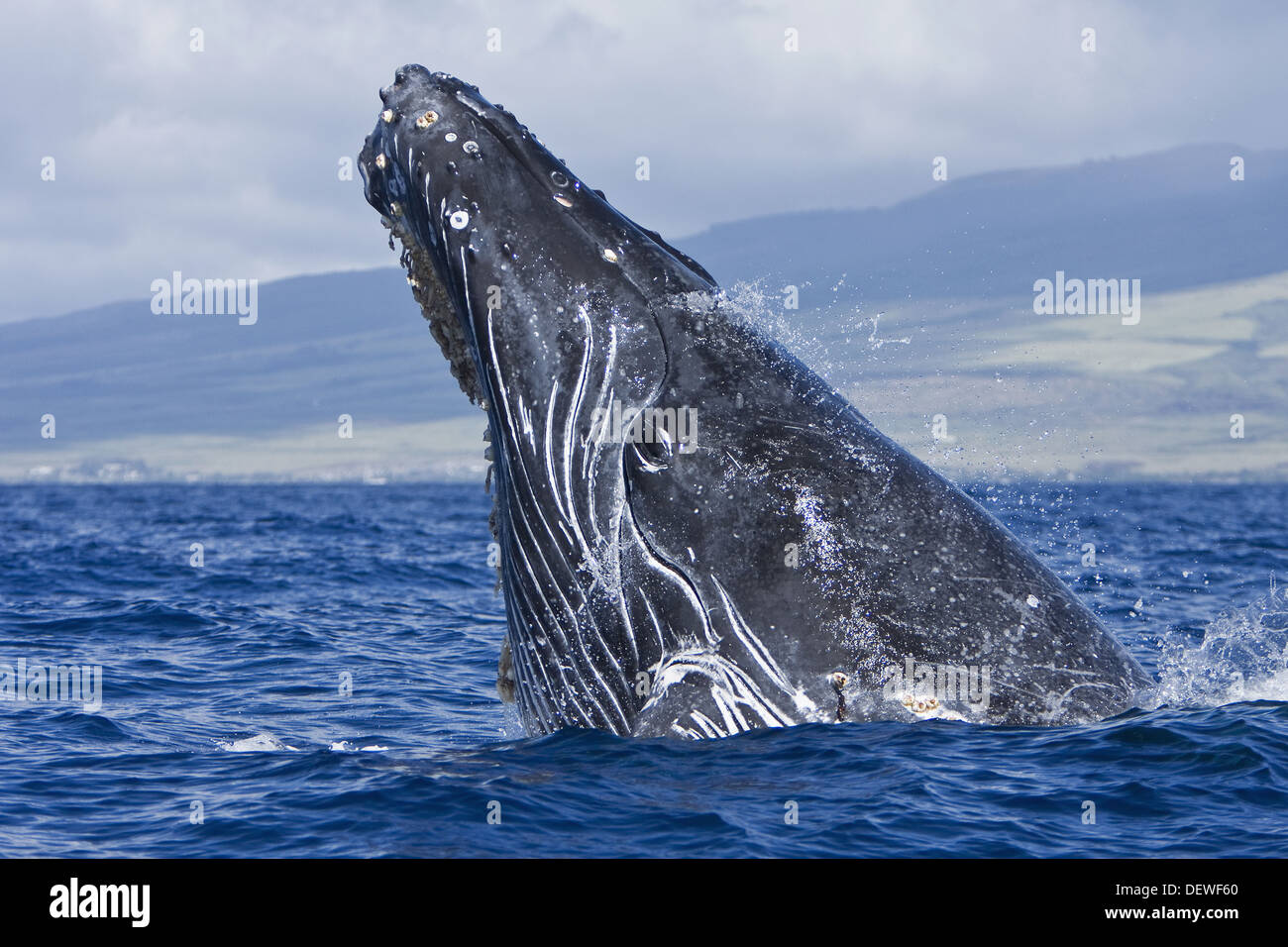 Extremely scarred up sub - adult humpback whale (Megaptera novaeangliae) continually breaching in the AuAu Channel between Stock Photo