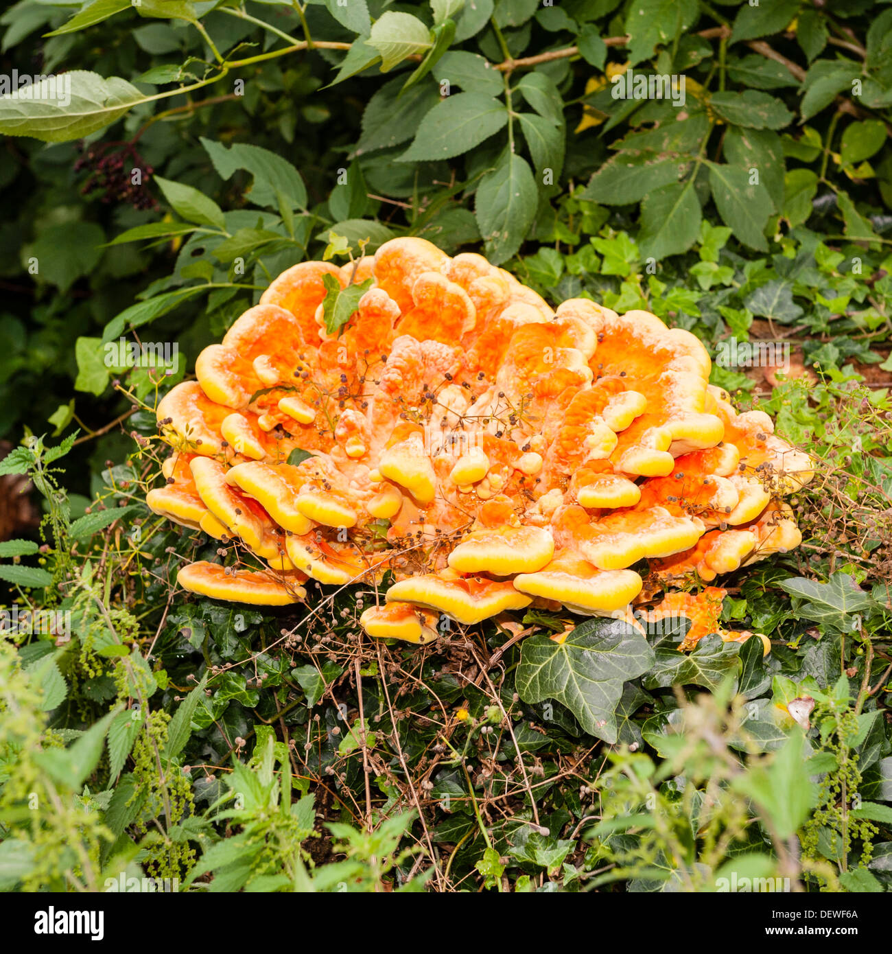 Orange fungi in the Uk Stock Photo