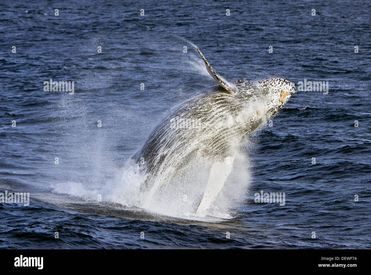 Humpback whale Megaptera novaeangliae in the lower Gulf of California ...