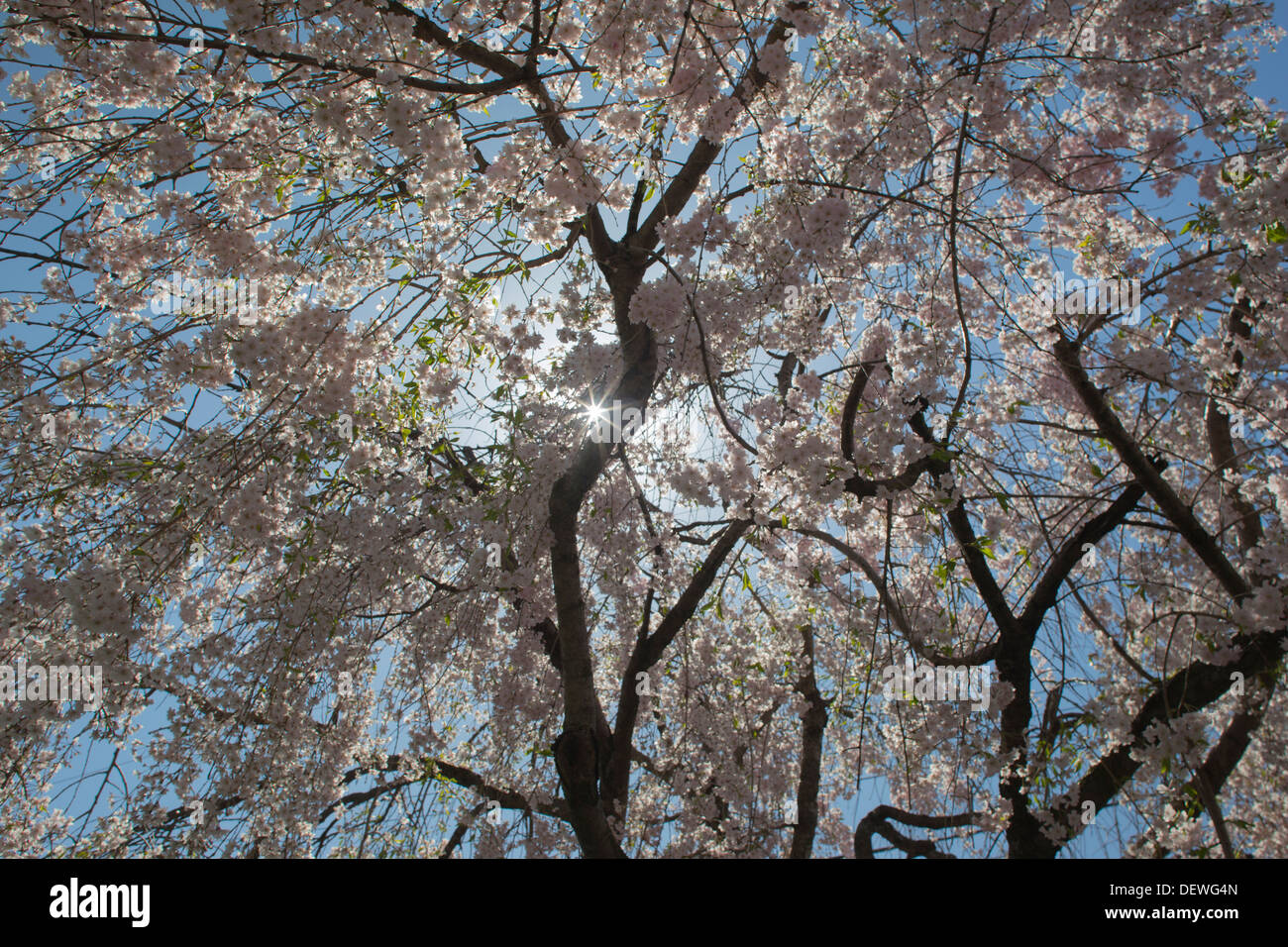 JAPANESE CHERRY BLOSSOMS ALLEGHENY COUNTY PENNSYLVANIA USA Stock Photo