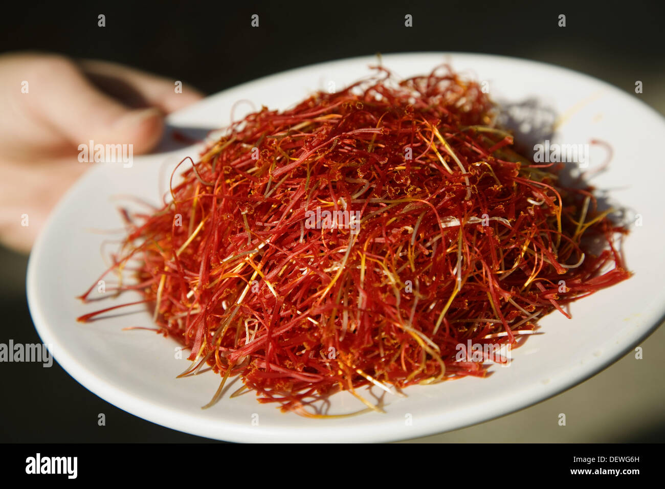 Saffron, Saffron Rose Festival held each year in the last week of