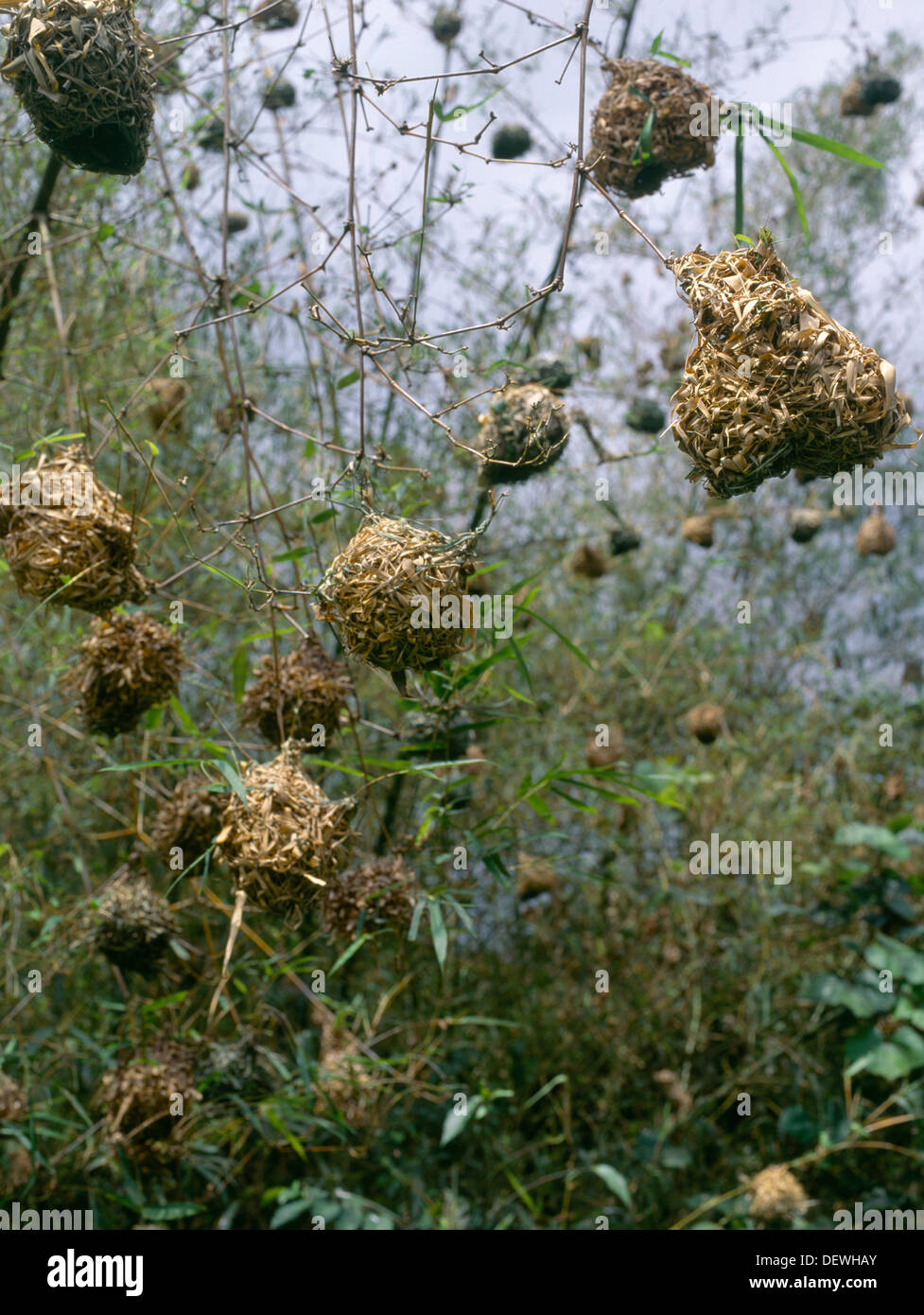 Nr Kakum National Park Ghana Weaver Birds Nests Stock Photo Alamy