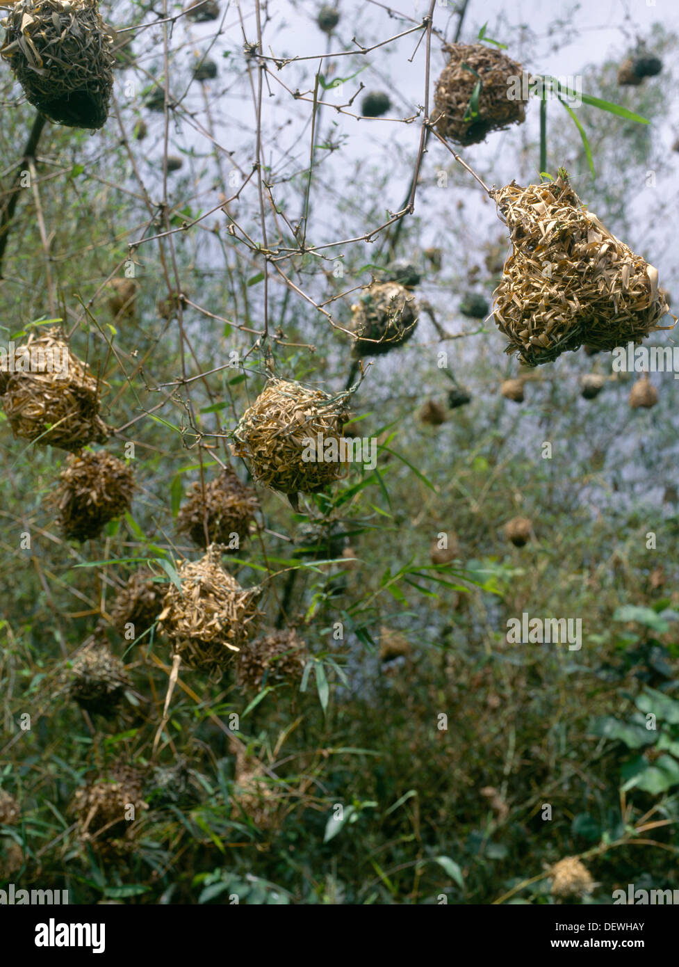 Nr Kakum National Park Ghana Weaver Birds Nests Stock Photo