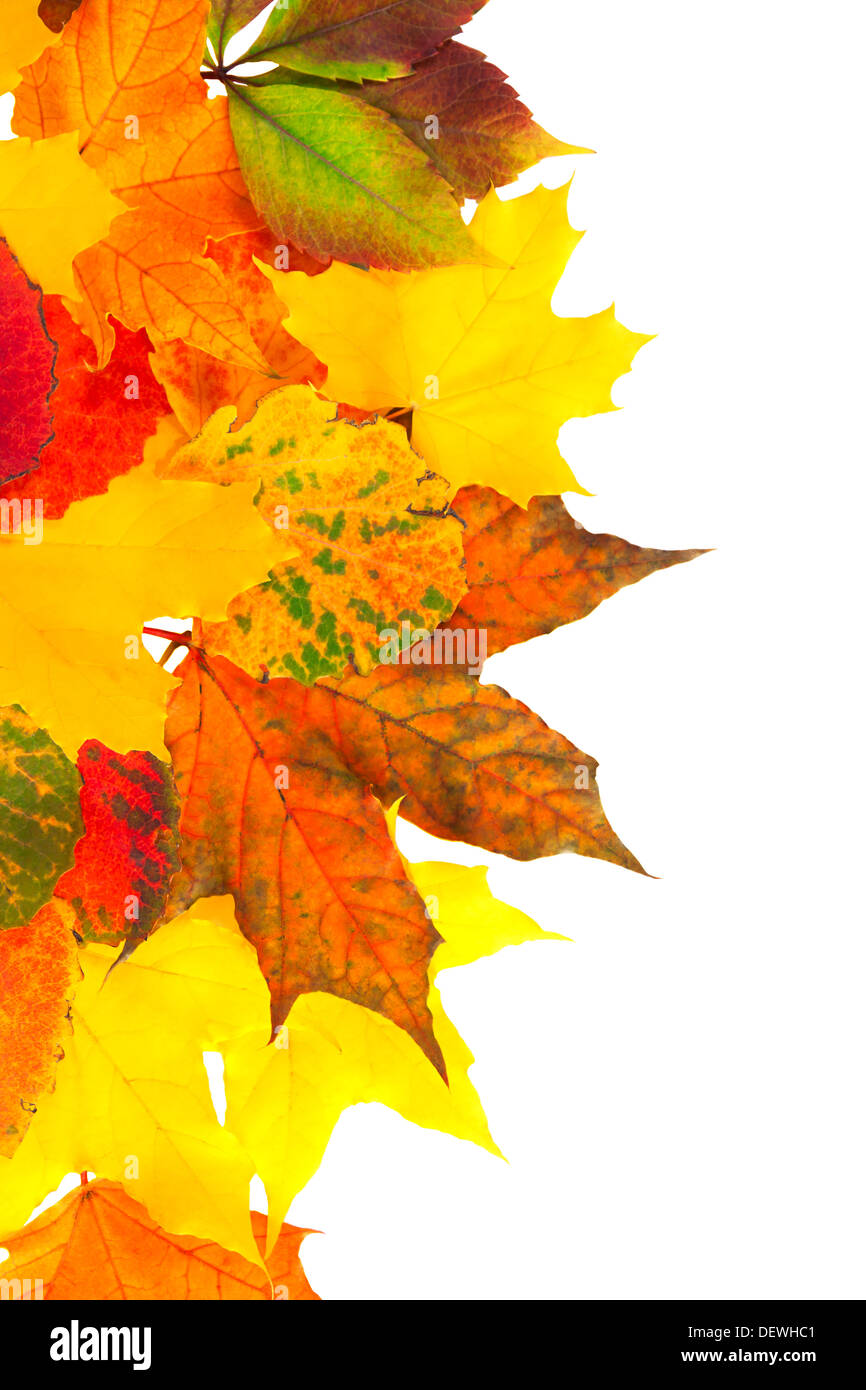 background from autumn multi colored leaves isolated on the white Stock Photo