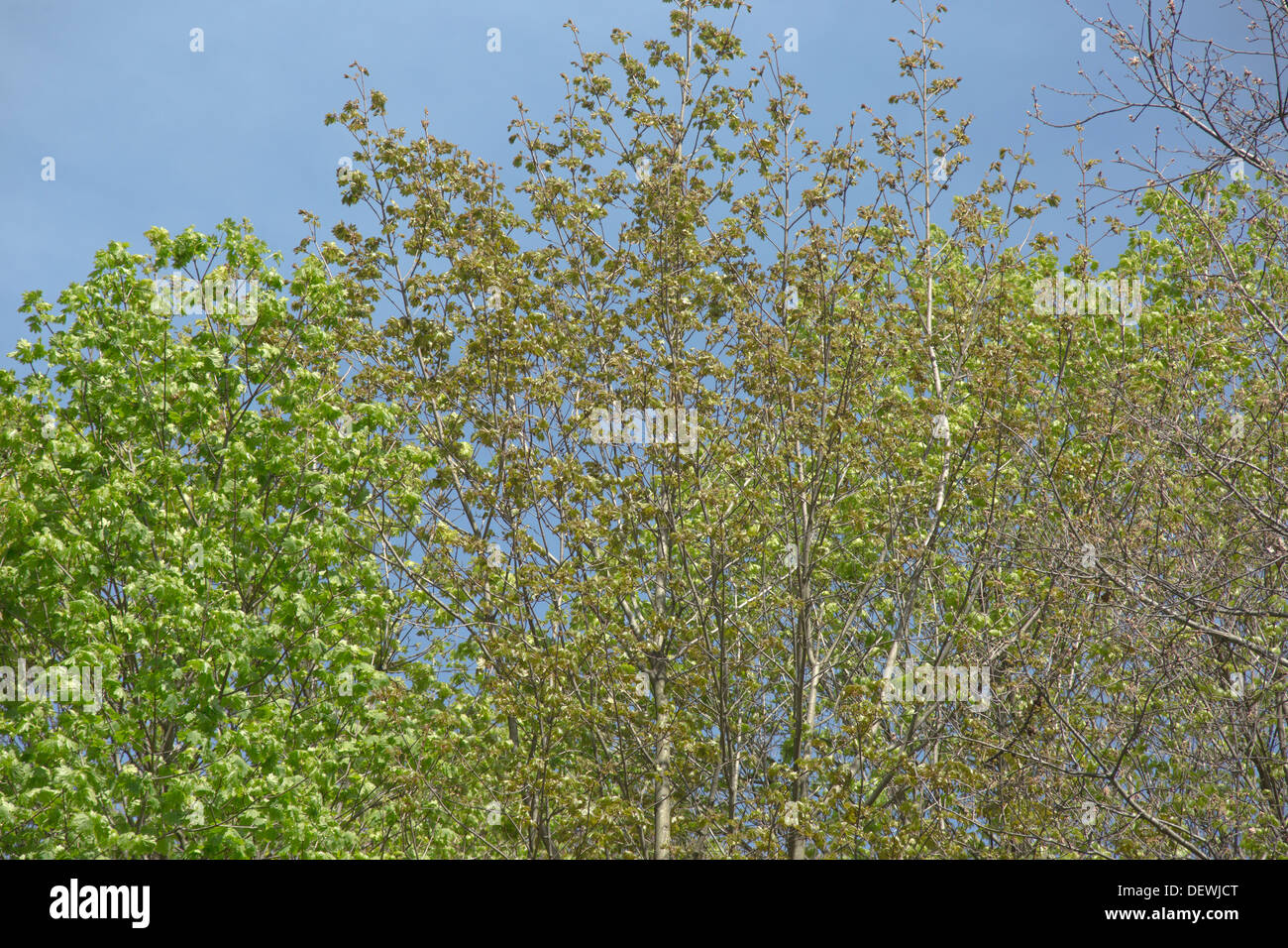 SPRINGTIME TREETOPS JEFFERSON COUNTY PENNSYLVANIA USA Stock Photo