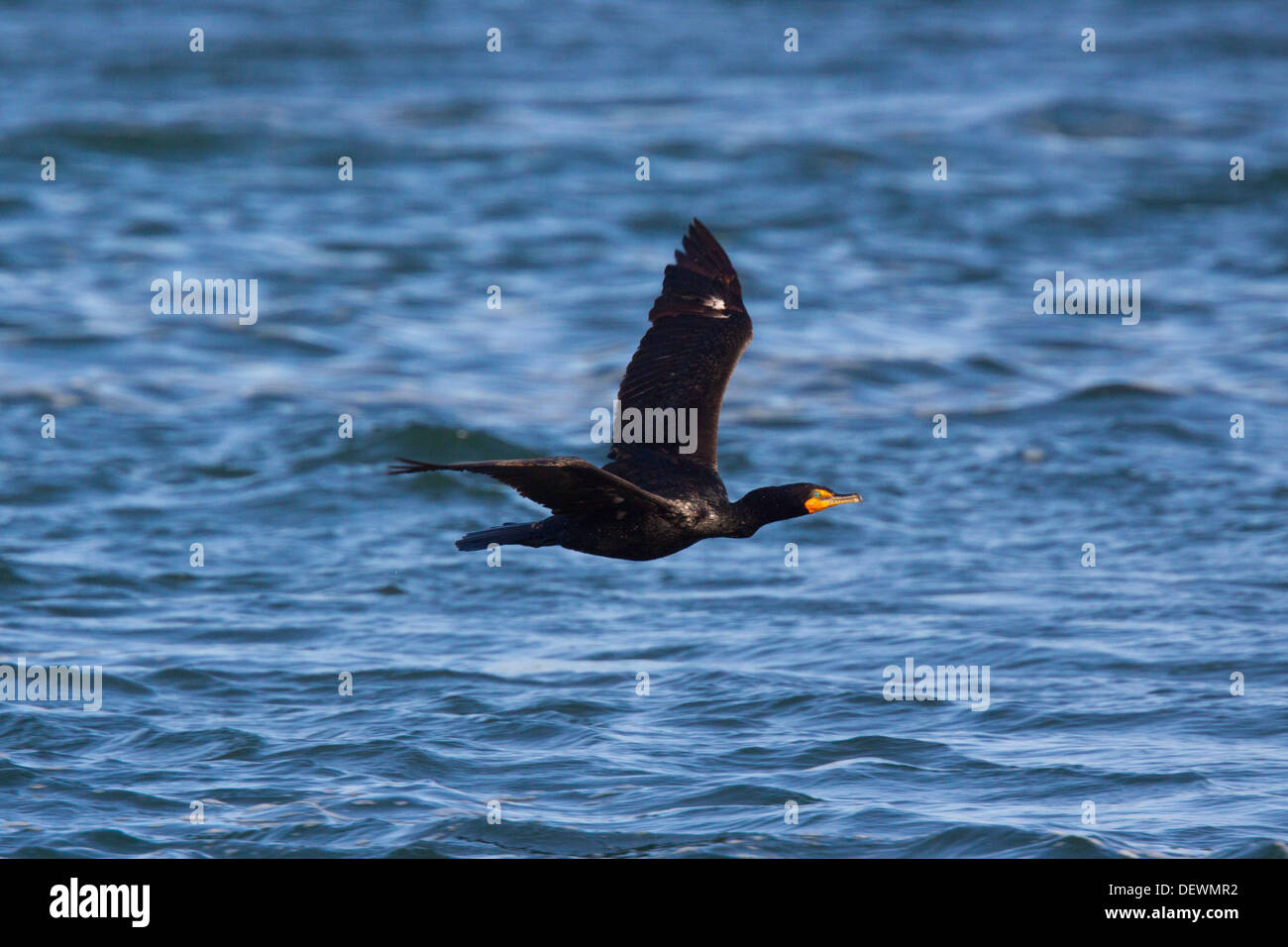 Doublecrested Cormorant Phalacrocorax auritus Moss Landing, California
