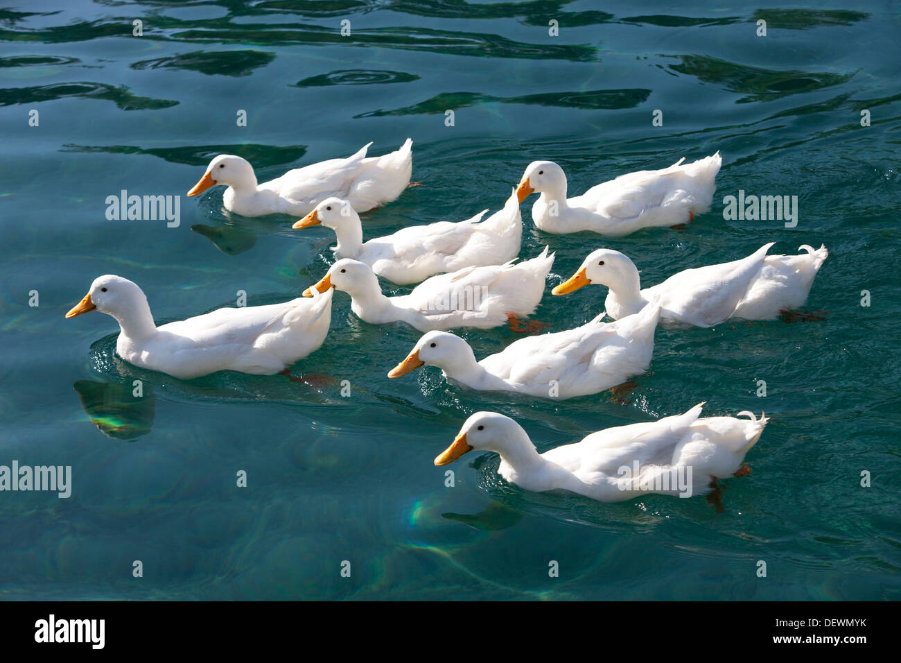 Brace of Ducks Stock Photo Alamy