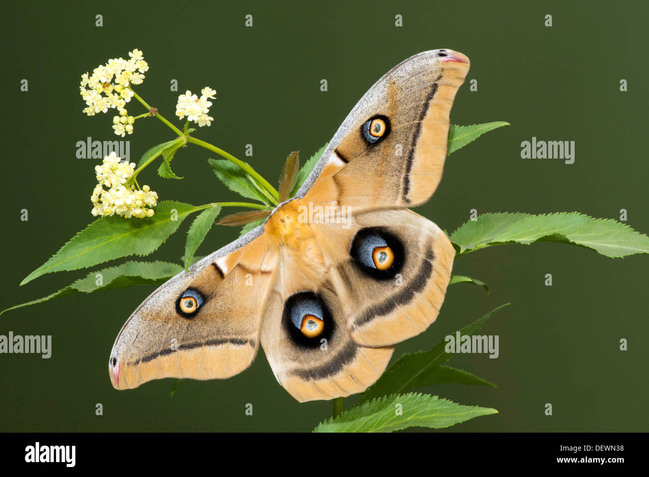 Saturniidae hi-res stock photography and images - Alamy