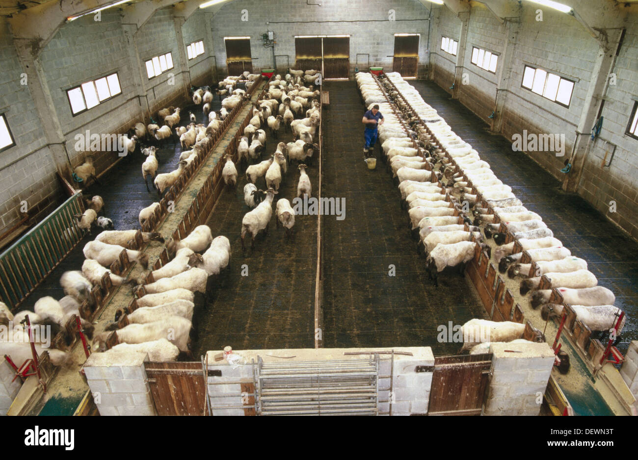 Artificial insemination sheep hires stock photography and images Alamy