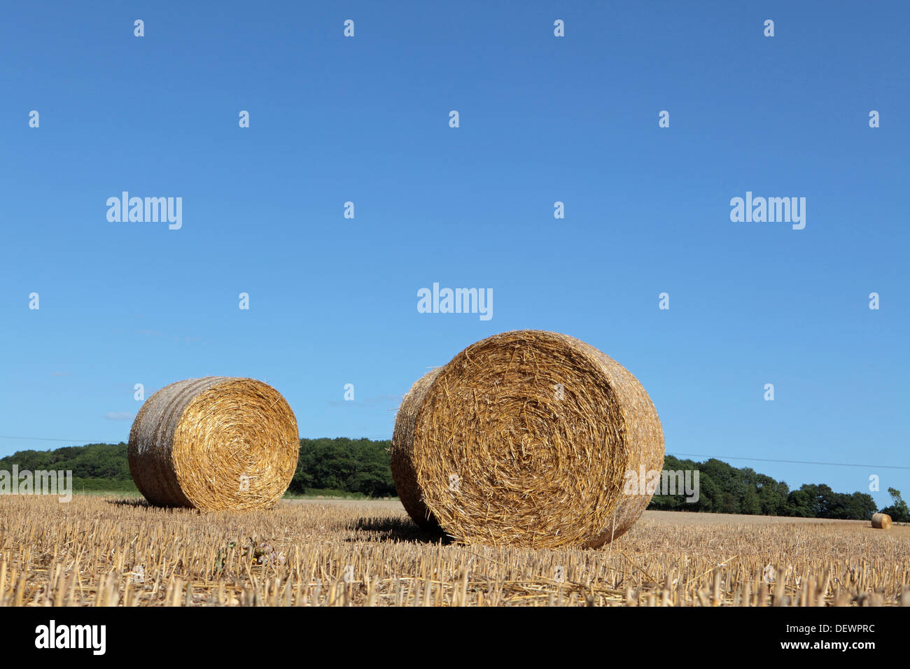 Harvested round hay bales, Autumn Fall season farm agricultural scene, Suffolk, UK Stock Photo