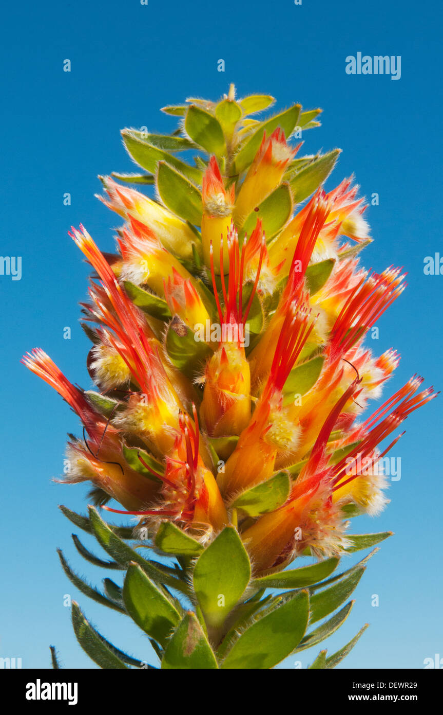 Marsh Pagoda Protea (Mimetes hirtus) Cape of Good Hope, South Africa Stock Photo