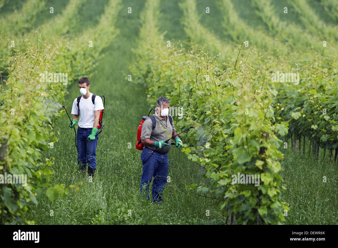 Farmer treating plant with sprayer (insecticide, pesticide, Copper