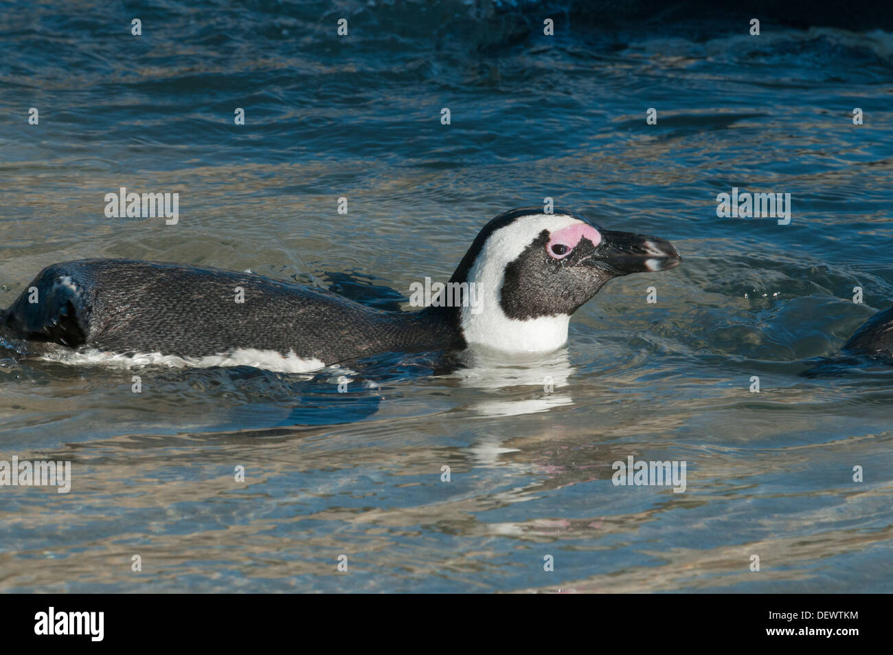 African Penguin (Spheniscus demersus) Wild, Swimming, Boulders Beach, Cape Peninsula, South Africa ENDANGERED Stock Photo