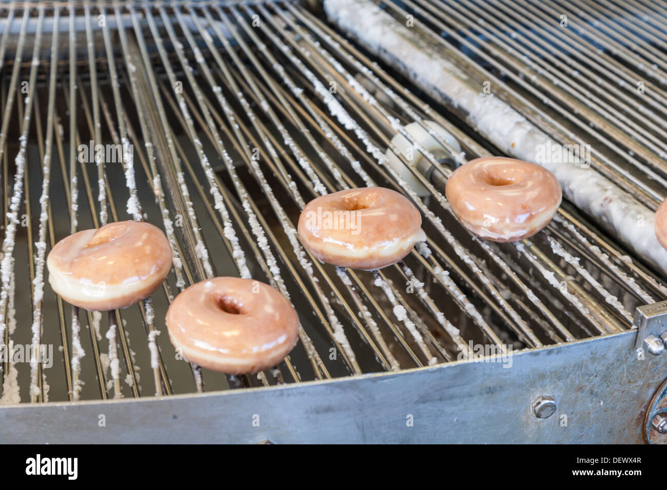 Donuts being made on automated conveyor production line at a Krispy