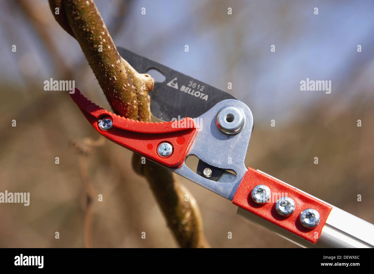 Pruning kiwifruit plant Stock Photo Alamy