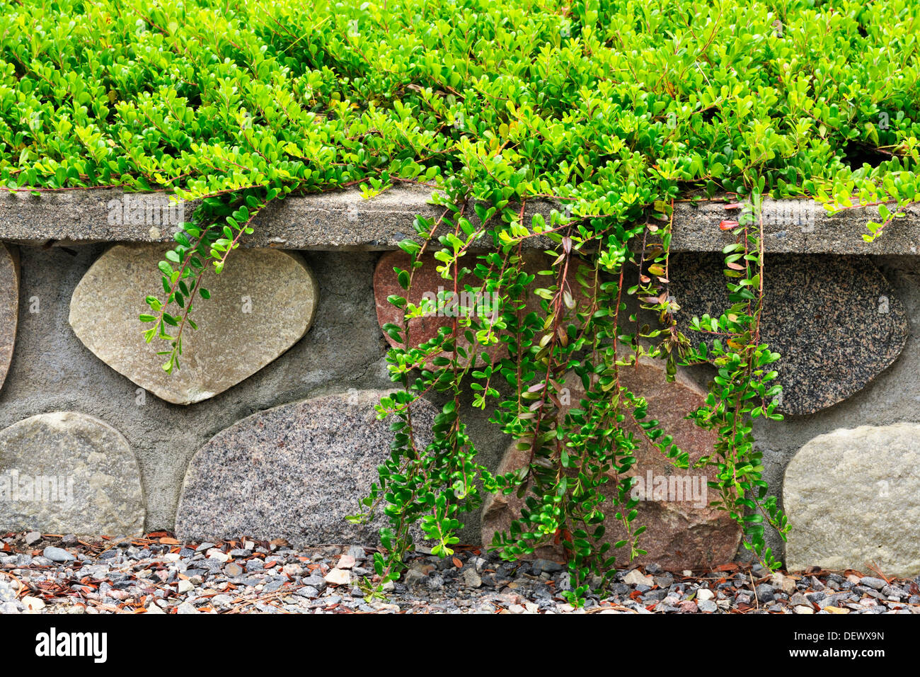 Bearberry shrub overhanging stone wall Stock Photo Alamy