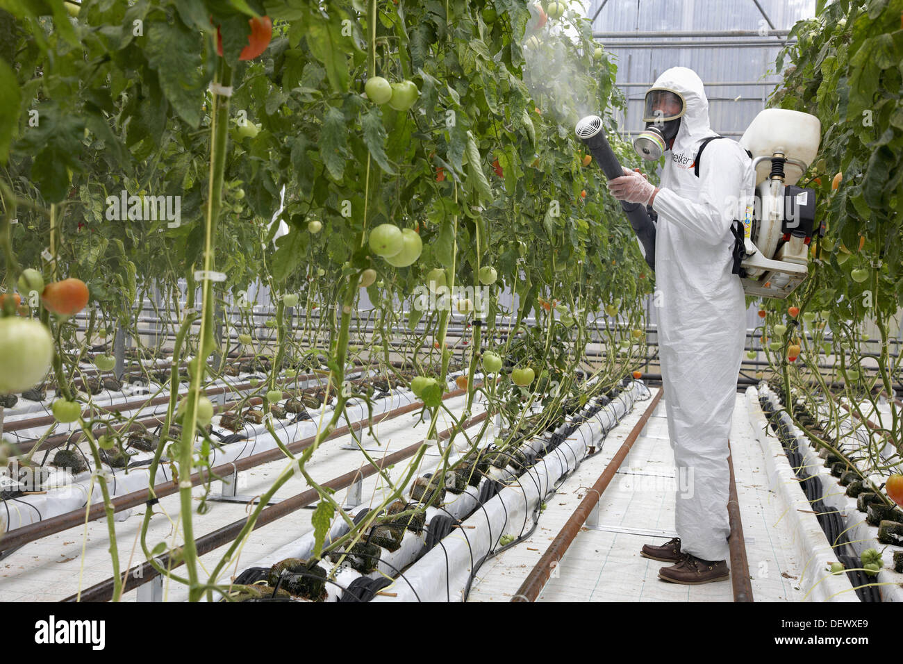 Applying plant protection products, soiless culture of tomatoes on