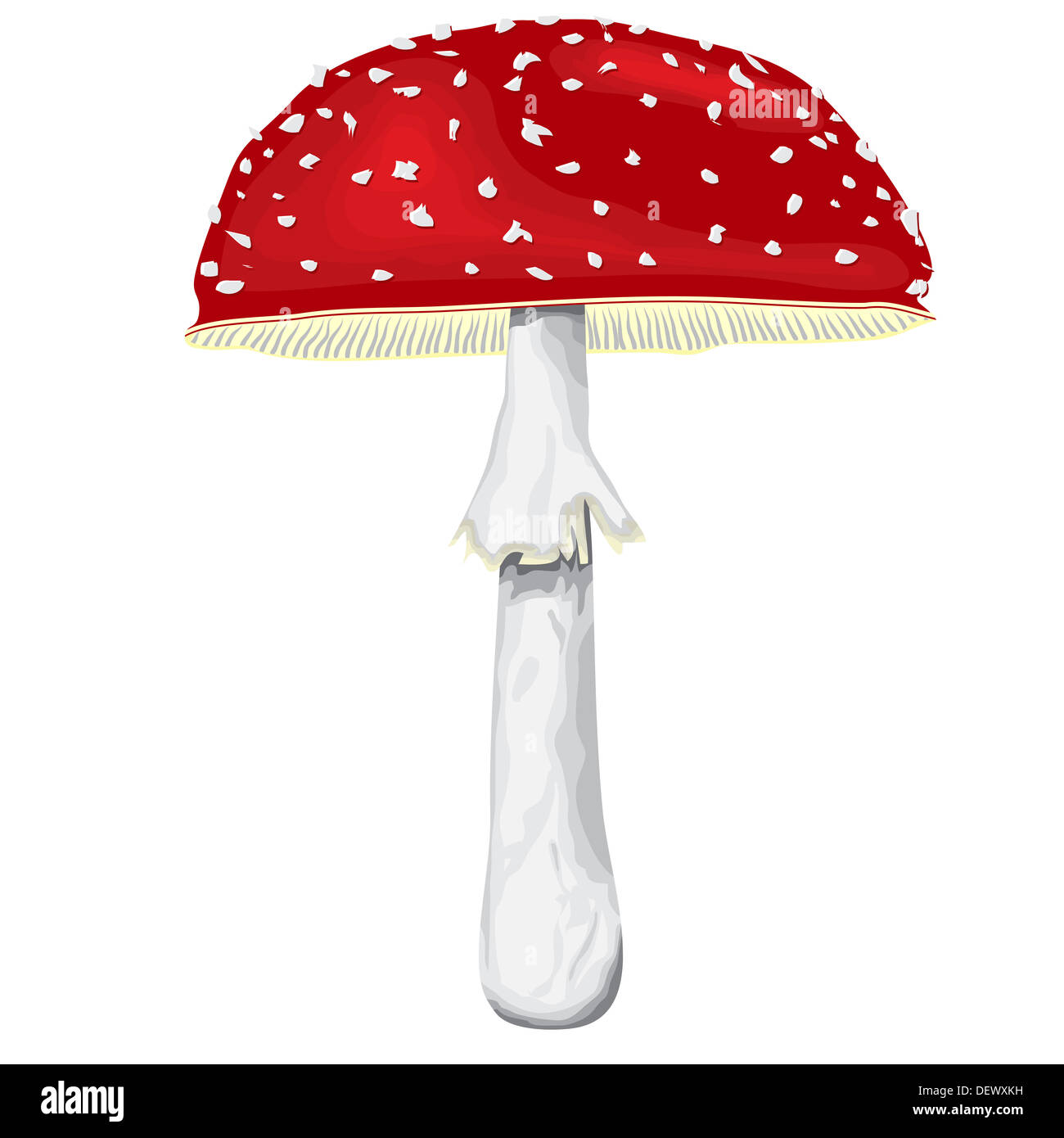 Illustration of mushroom amanita with cap and leg. Stock Photo