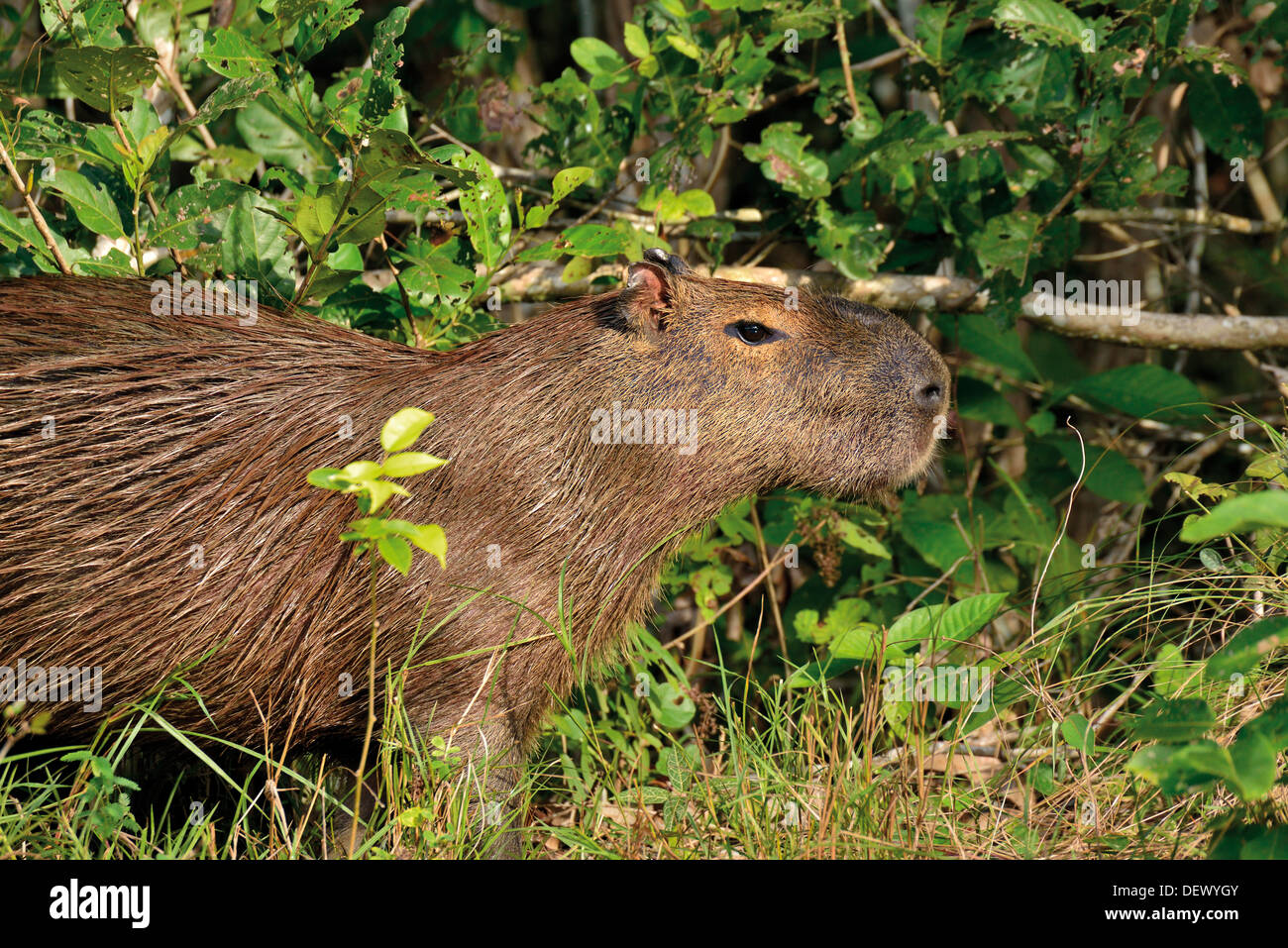 Brazil, Pantanal: Capybara (Hydrochoerus hydrochaeris) coming out of a bush at riverside Stock Photo