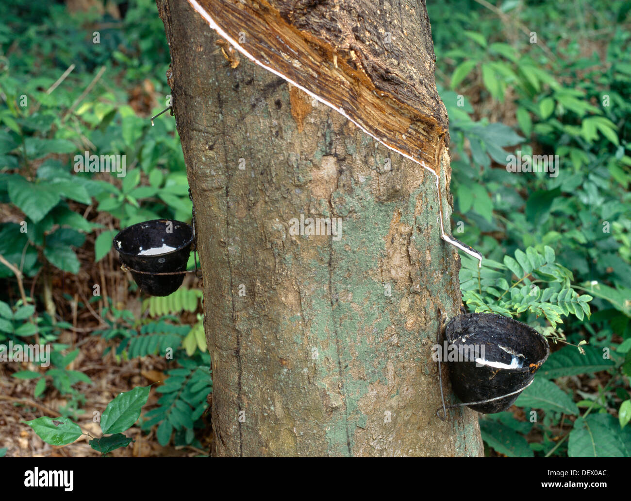 Rubber tree ghana hires stock photography and images Alamy