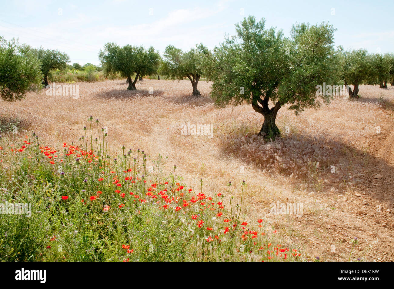 Olive grove. Belmonte de Tajo, Madrid province, Spain. Stock Photo