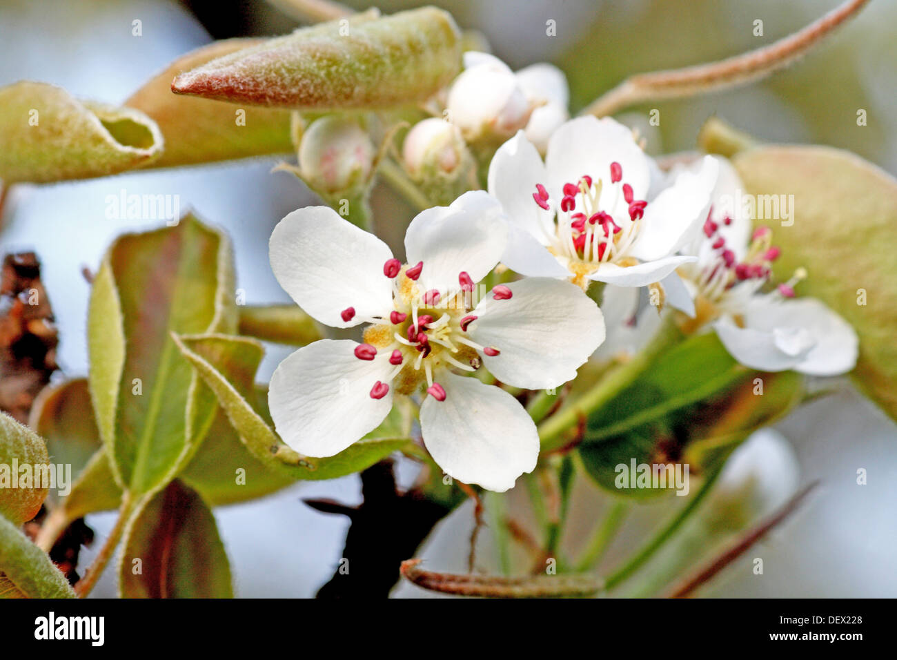 Cluster of apricot blossom Stock Photo Alamy