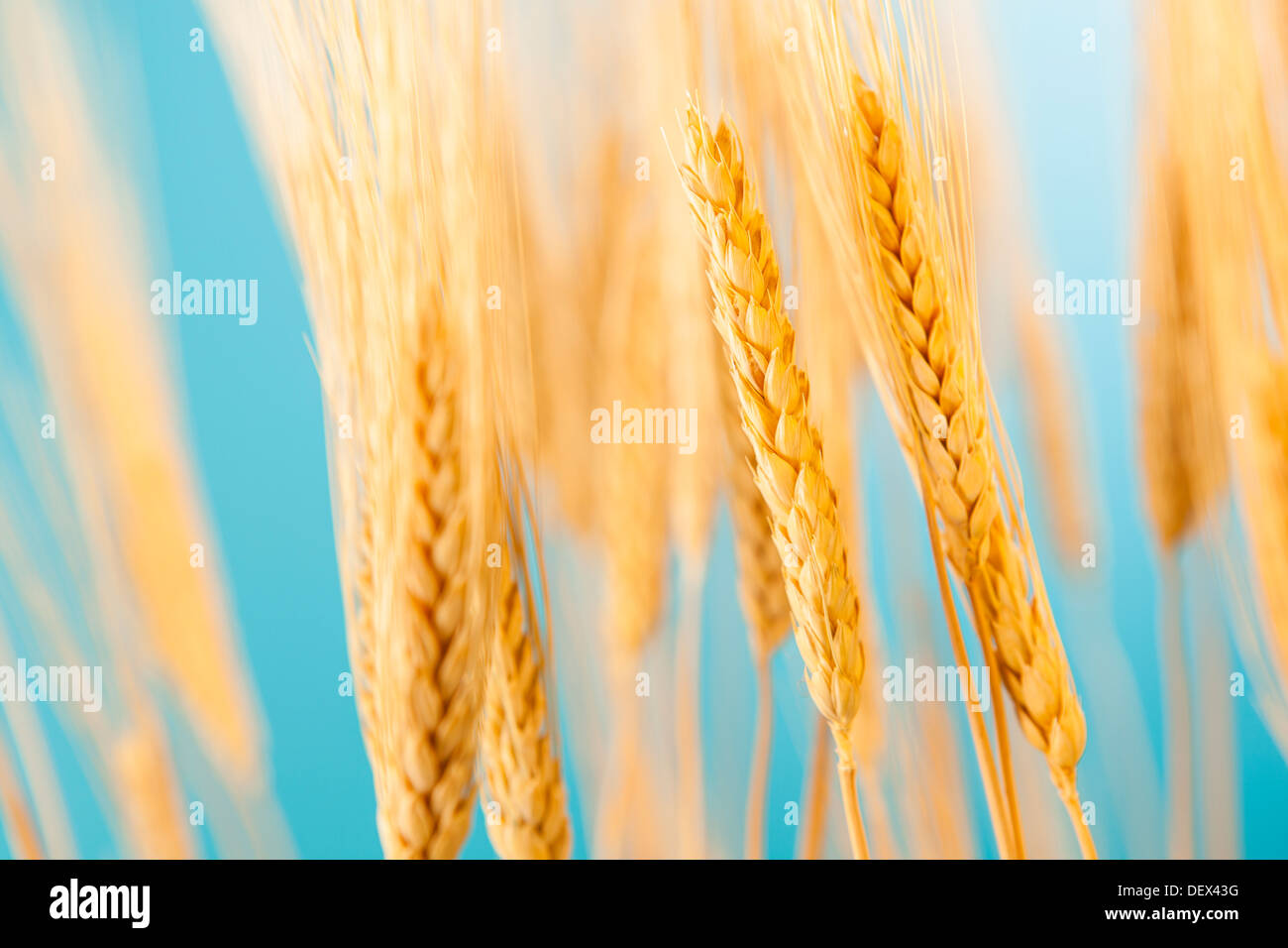 Organic Golden Wheat Crop Against a Blue Sky Stock Photo